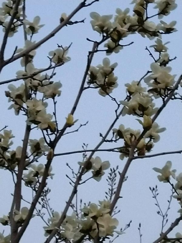 IMG_20180313_181154.jpeg