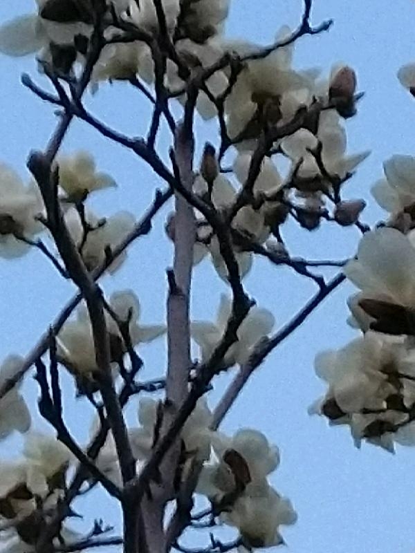 IMG_20180313_181208.jpeg